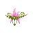 Elegant Spring Lotus Set
